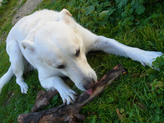 Cane