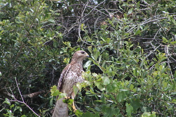 red tailed hawk3