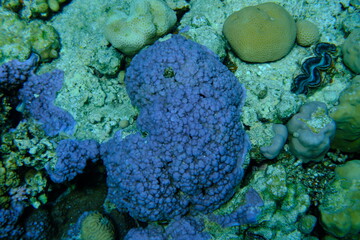 Pore coral (Montipora tuberculosa) undersea, Red Sea, Egypt, Sharm El Sheikh, Montazah Bay