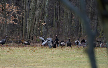 Flock of wild turkeys at the edge of the woods in Western Pennsylvania.