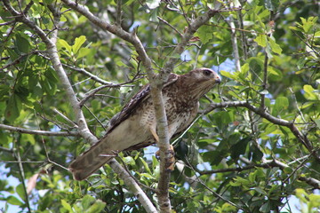 red tailed hawk
