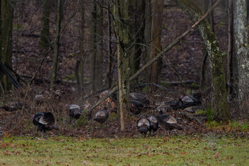 Flock of wild turkeys at the edge of the woods in Western Pennsylvania.