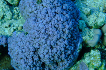 Pore coral (Montipora tuberculosa) undersea, Red Sea, Egypt, Sharm El Sheikh, Montazah Bay