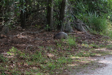 Naklejka premium Armadillo1