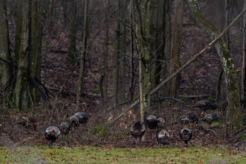 Flock of wild turkeys at the edge of the woods in Western Pennsylvania.