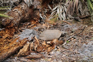 Florida tortoise 1