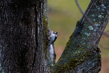 Downy woodpecker bird on a tree during the winter.
