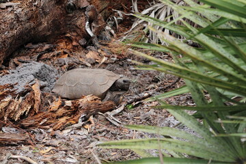 Florida tortoise 