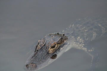 Baby american alligator 