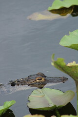 Baby Gator