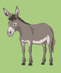 Mule Mules Standing Side View