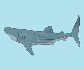 Whale Shark Fish Whale Sharks Fishes