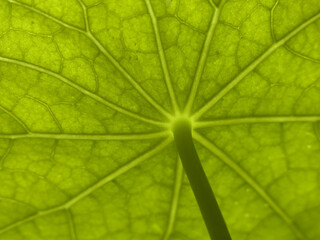 Natura