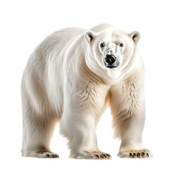 Polar bear isolated on transparent background