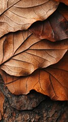 Intricate Autumn Leaves Texture   Detailed Natural Patterns and Earthy Tones  Close up shot of dry cracked and decaying fall foliage showcasing the beautiful organic designs and weathered textures