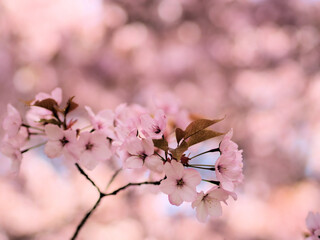 4月に咲いたピンク色でかわいいサクラの花「仙台屋（センダイヤ）」 © kusabanatoribito