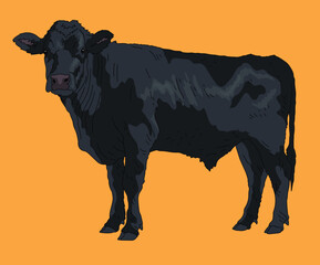 Black Angus Cattle Aberdeen Angus Cows