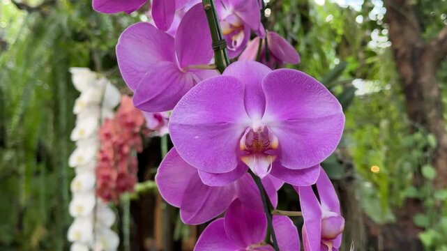 Beautiful orchids in the garden	