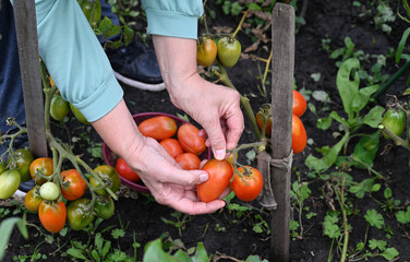 Harvesting ripe tomatoes in a home garden during late summer