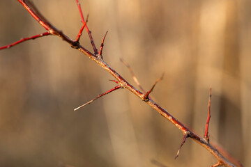 beautiful botanical shot, natural wallpaper