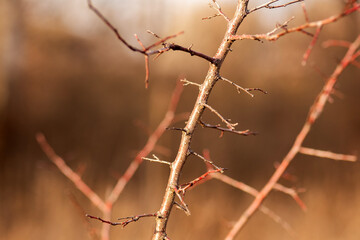 beautiful botanical shot, natural wallpaper