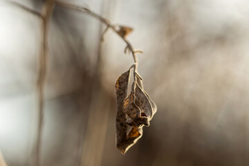 beautiful botanical shot, natural wallpaper