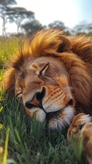 Majestic lion peacefully resting in grassy savannah at sunrise