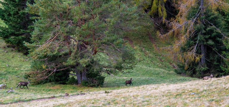 Group of Chamois on Mountain Meadow in the Rofan Alps
