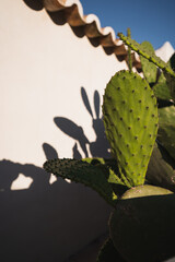 Close-up of a cactus with white house in the background.