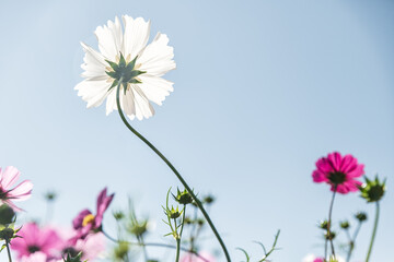 Beautiful cosmos flower in sunlight. Nature background. © yotrakbutda