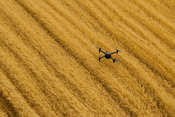 Drone Surveying a Golden Field
