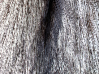 Silver fox fur background. Animal protection and fur farms. Close-up of animal fur
