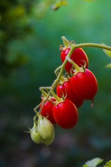 A lush cluster of Datterino tomatoes, thin-skinned and bright red, hangs delicately on green stems.