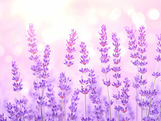 Obraz premium Lavender Field Floral Background