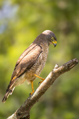 Roadside Hawk Perched in Florianópolis, Brazil