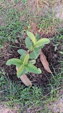 small guava tree