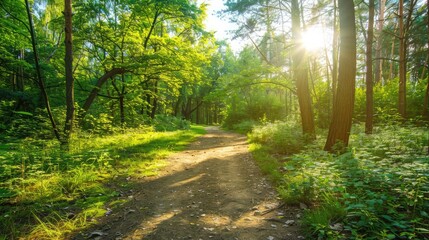 Obraz premium beautiful sunlight in the green forest