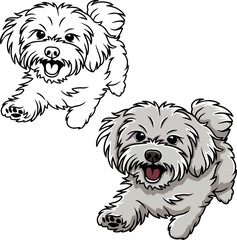 Maltese puppy dog vector
