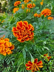 Orange and yellow flowers