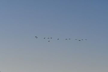 Geese in a Blue Sky