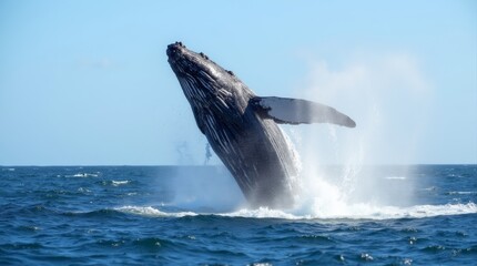 Fototapeta premium A majestic whale breaches the surface of the ocean, creating a spectacular splash as it leaps into the air. The sunlight glistens on the water, highlighting the whale's massive body and the surroundin