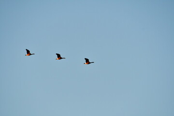 Geese