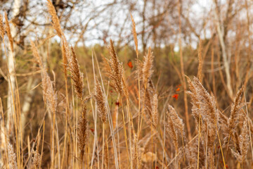 Fototapeta premium field of wheat