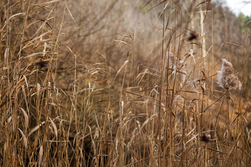 Fototapeta premium field of wheat