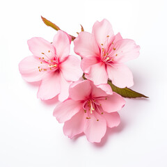 Pink sakura and white sakura flowers on a pink background