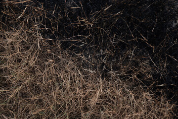 Dry grass wallpaper.  Brown grass field 