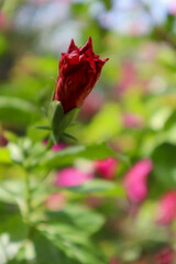 Red Hibiscus flower buds blooming in garden 
