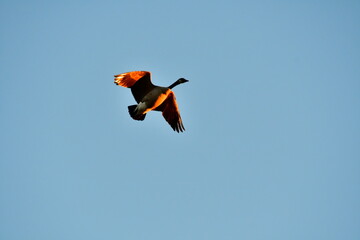 Goose