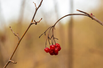 red currant berries