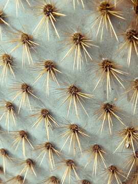 close up of cactus
